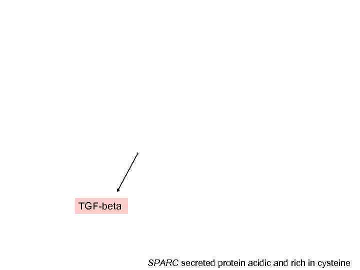 TGF-beta SPARC secreted protein acidic and rich in cysteine 