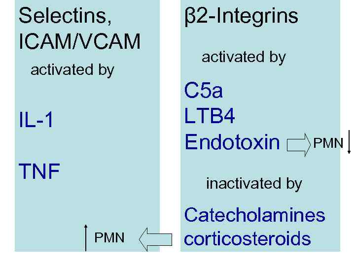 Selectins, ICAM/VCAM activated by IL-1 TNF β 2 -Integrins activated by C 5 a