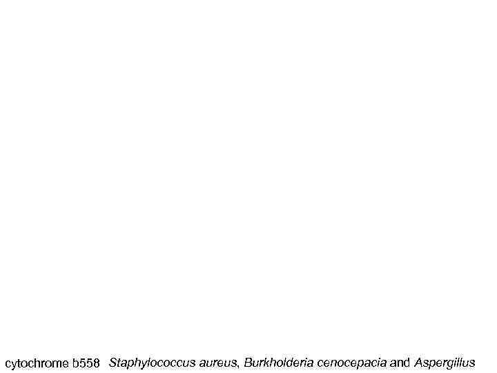 cytochrome b 558 Staphylococcus aureus, Burkholderia cenocepacia and Aspergillus 