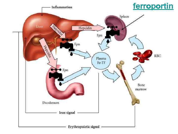  ferroportin 