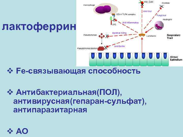 лактоферрин v Fe-связывающая способность v Антибактериальная(ПОЛ), антивирусная(гепаран-сульфат), антипаразитарная v АО 