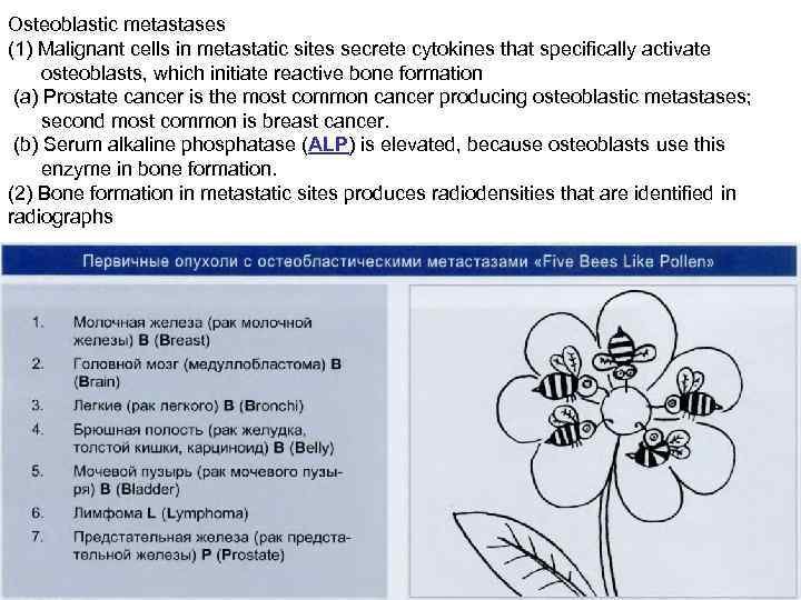 Osteoblastic metastases (1) Malignant cells in metastatic sites secrete cytokines that specifically activate osteoblasts,