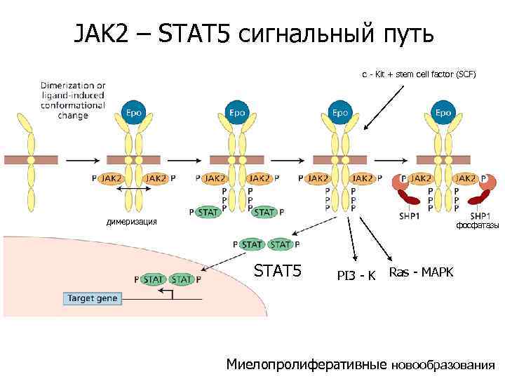 Стать 5. Jak-stat – сигнальный путь цитокинового рецептора. Stat3 сигнальный путь. Jak stat сигнальный путь. Сигнальный путь ras p90rsk.