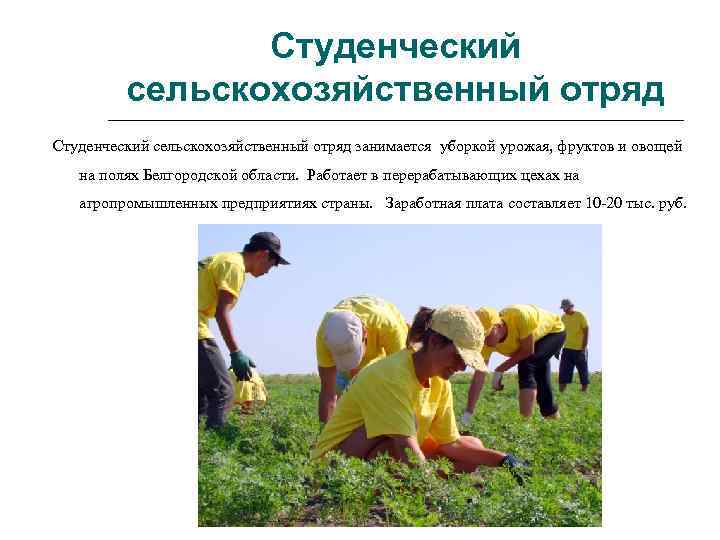 Студенческий сельскохозяйственный отряд занимается уборкой урожая, фруктов и овощей на полях Белгородской области. Работает