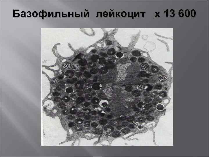 Базофильный лейкоцит х 13 600 