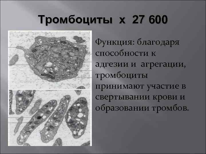 Тромбоциты х 27 600 Функция: благодаря способности к адгезии и агрегации, тромбоциты принимают участие