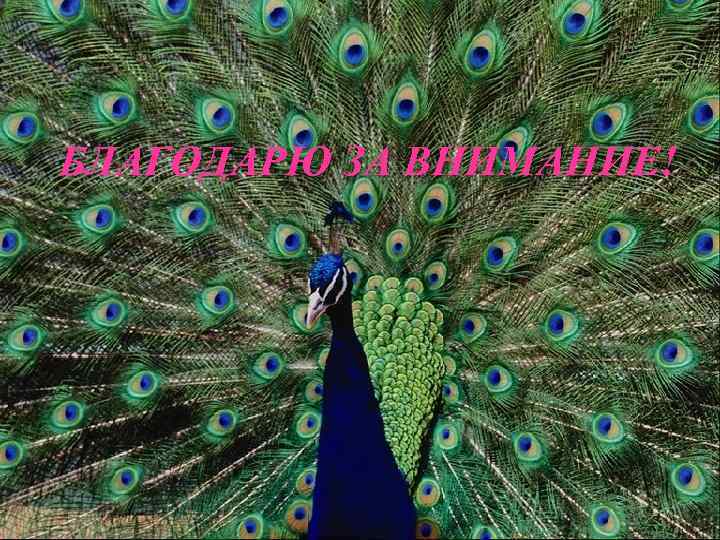 БЛАГОДАРЮ ЗА ВНИМАНИЕ! 