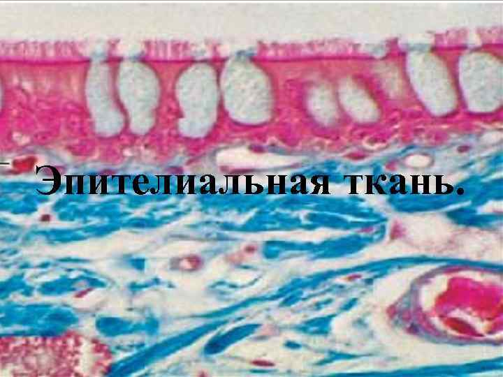 Эпителиальная ткань. 