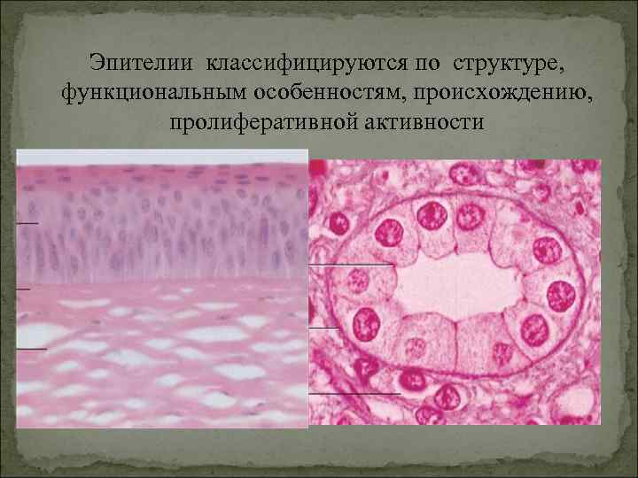 Эпителии классифицируются по структуре, функциональным особенностям, происхождению, пролиферативной активности 