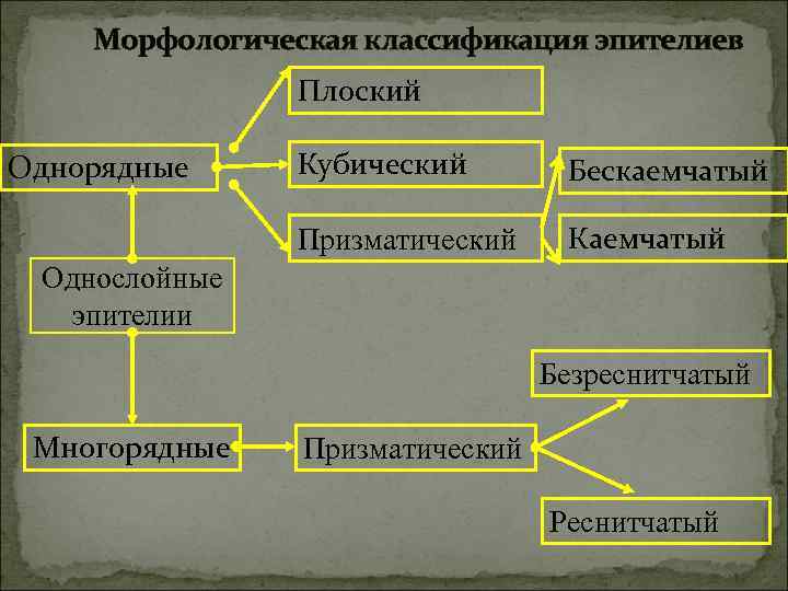 Морфологическая классификация эпителиев Плоский Кубический Бескаемчатый Призматический Однорядные Каемчатый Однослойные эпителии Безреснитчатый Многорядные Призматический