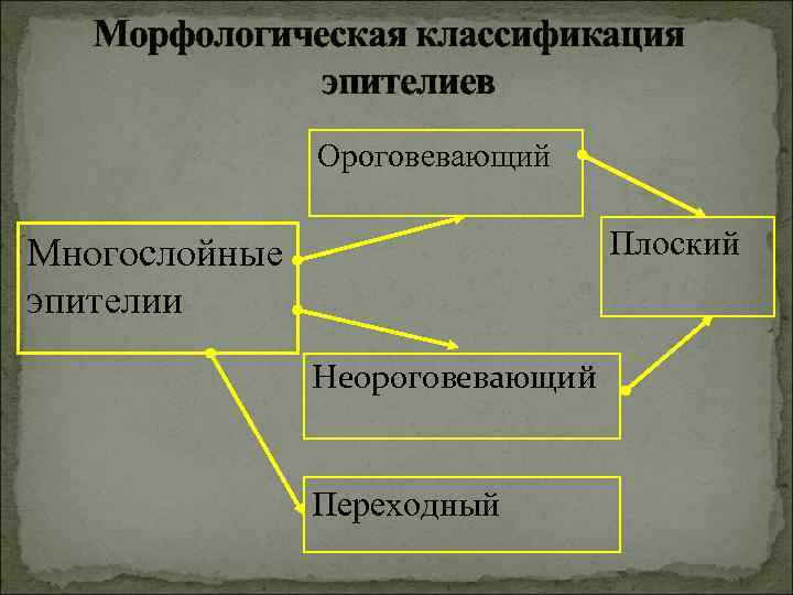 Морфологическая классификация эпителиев Ороговевающий Плоский Многослойные эпителии Неороговевающий Переходный 