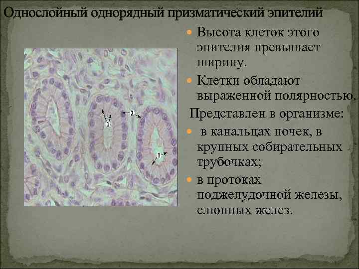 Клетки эпителия протоков. Многослойный однорядный призматический эпителий. Однослойный призматический эпителий почка. Однослойный однорядный призматический эпителий. Однослойный двурядный призмаитческий эпителий.