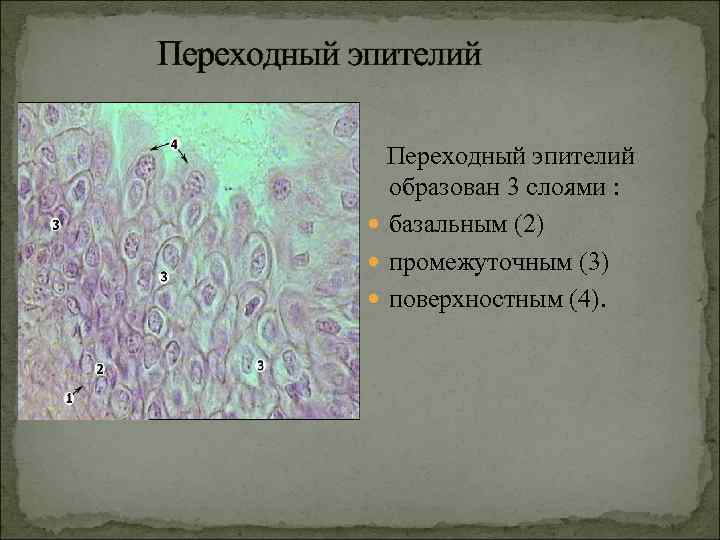 Переходный эпителий образован 3 слоями : базальным (2) промежуточным (3) поверхностным (4). 