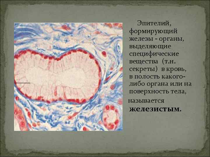 Эпителий, формирующий железы - органы, выделяющие специфические вещества (т. н. секреты) в кровь, в