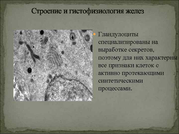  Строение и гистофизиология желез Гландулоциты специализированы на выработке секретов, поэтому для них характерны