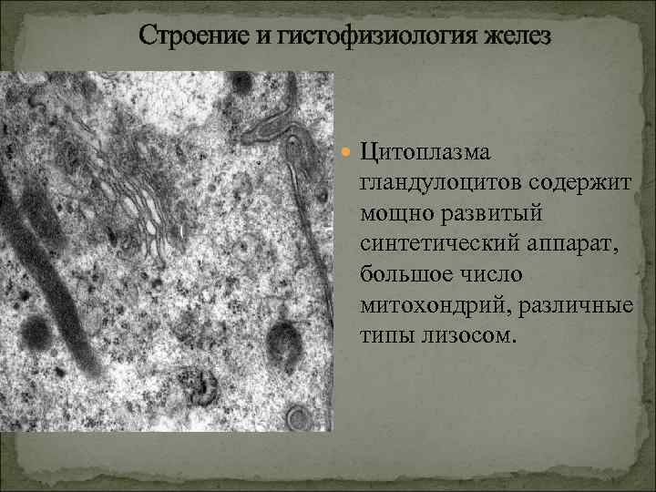 Строение и гистофизиология желез Цитоплазма гландулоцитов содержит мощно развитый синтетический аппарат, большое число