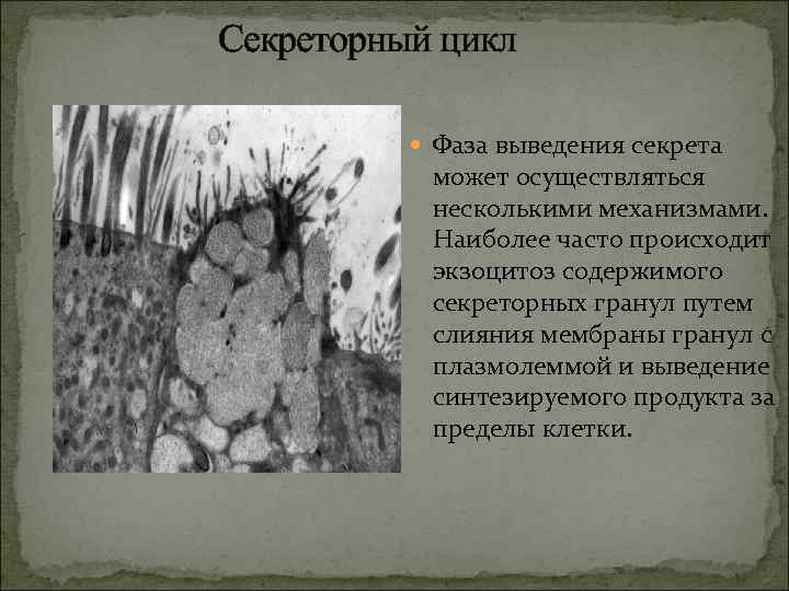 Секреторный цикл Фаза выведения секрета может осуществляться несколькими механизмами. Наиболее часто происходит экзоцитоз