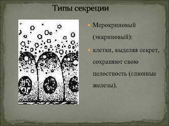 Типы секреции Мерокриновый (эккриновый): клетки, выделяя секрет, сохраняют свою целостность (слюнные железы). 