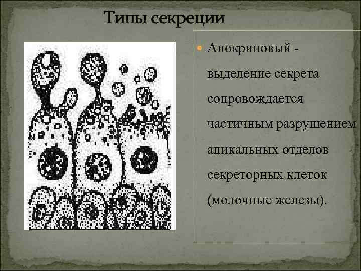 Типы секреции. Апокринные железы Тип секреции. При апокриновой секреции желез. Типы секреции желез апокриновый. Молочная железа апокриновый Тип секреции.