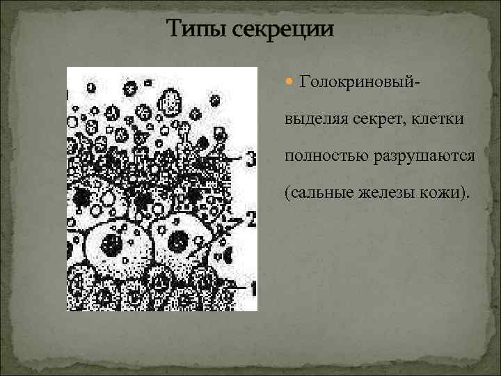 Типы секреции Голокриновый- выделяя секрет, клетки полностью разрушаются (сальные железы кожи). 