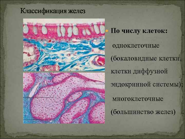 Классификация желез По числу клеток: одноклеточные (бокаловидные клетки, клетки диффузной эндокринной системы); многоклеточные (большинство