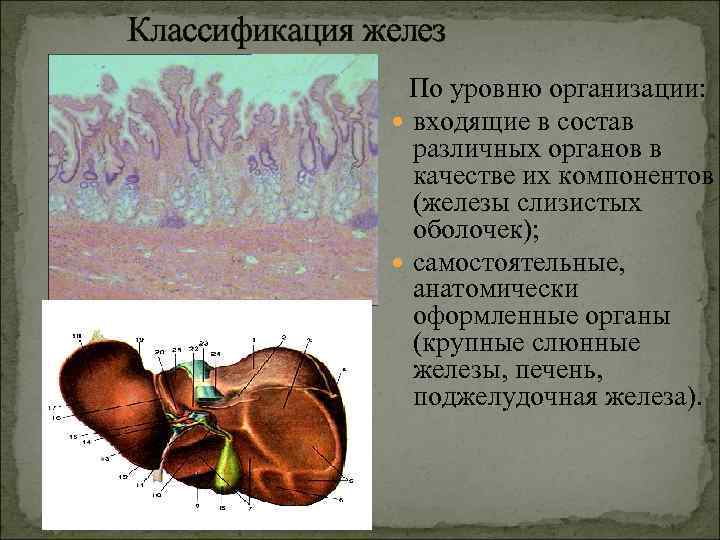 Классификация желез По уровню организации: входящие в состав различных органов в качестве их компонентов