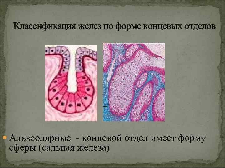 Железы классификация желез. Классификация желез по форме концевого отдела. Типы концевых отделов желез. Концевые отделы желез форма.