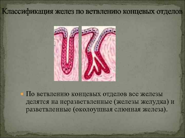 Классификация желез по ветвлению концевых отделов По ветвлению концевых отделов все железы делятся на