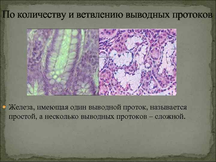 По количеству и ветвлению выводных протоков Железа, имеющая один выводной проток, называется простой, а
