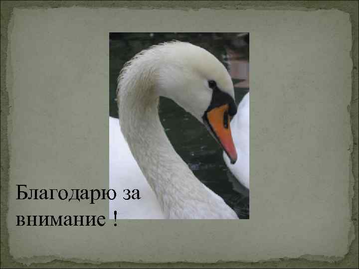 Благодарю за внимание ! 