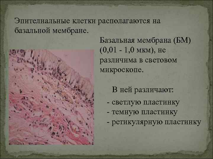 Эпителиальные клетки располагаются на базальной мембране. Базальная мембрана (БМ) (0, 01 - 1, 0