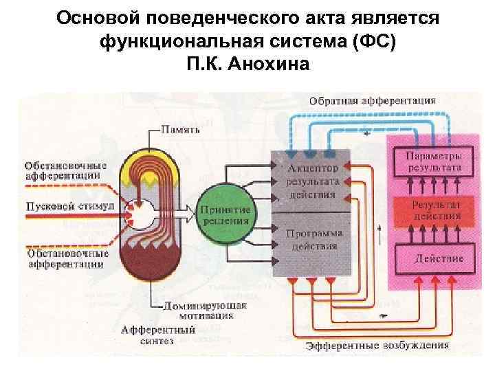 Основой поведенческого акта является функциональная система (ФС) П. К. Анохина 