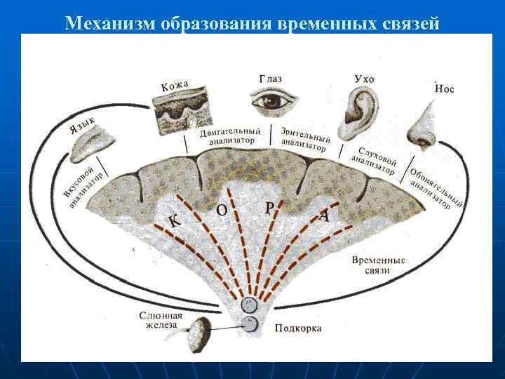 Механизм образования временных связей 