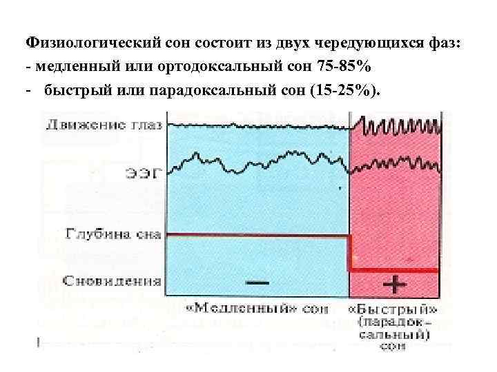 Физиологический сон состоит из двух чередующихся фаз: - медленный или ортодоксальный сон 75 -85%