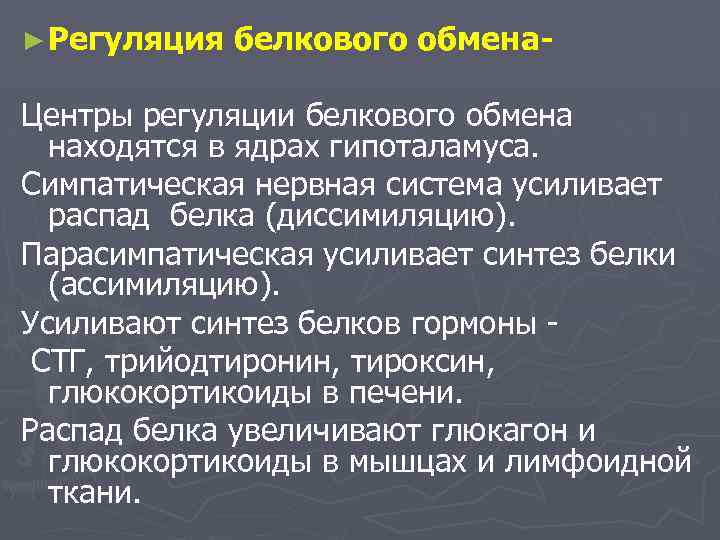 ► Регуляция белкового обмена- Центры регуляции белкового обмена находятся в ядрах гипоталамуса. Симпатическая нервная