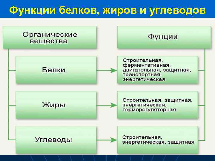 Функции белков, жиров и углеводов 