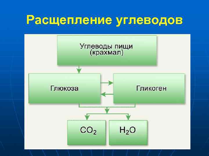 Расщепление углеводов 