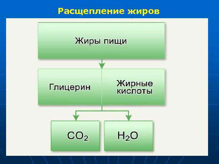 Расщепление жиров 