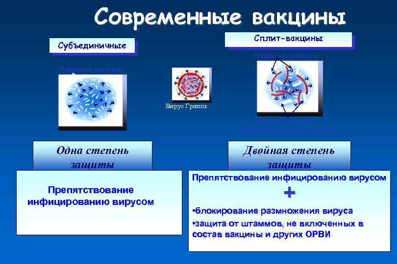 Современные вакцины Сплит-вакцины Субъединичные Наружные антигены Вирус Гриппа Внутренние белки – типоспецифические антигены Одна