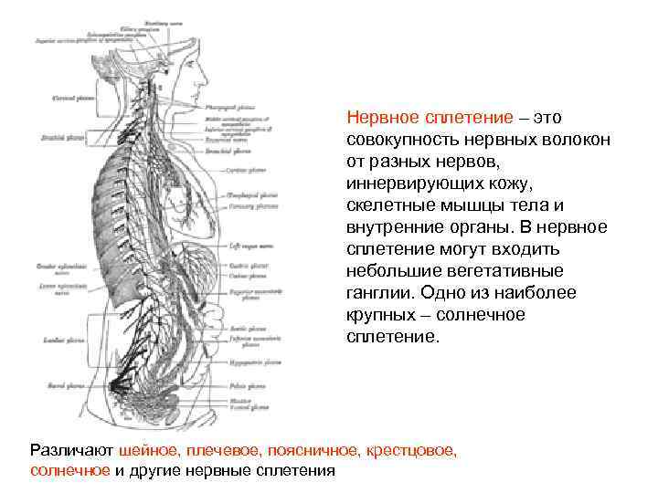 Нервные узлы сплетения. Нервные сплетения анатомия человека. Нервные сплетения человека схема расположения. Крестцовое нервное сплетение. Самые крупные нервные сплетения.