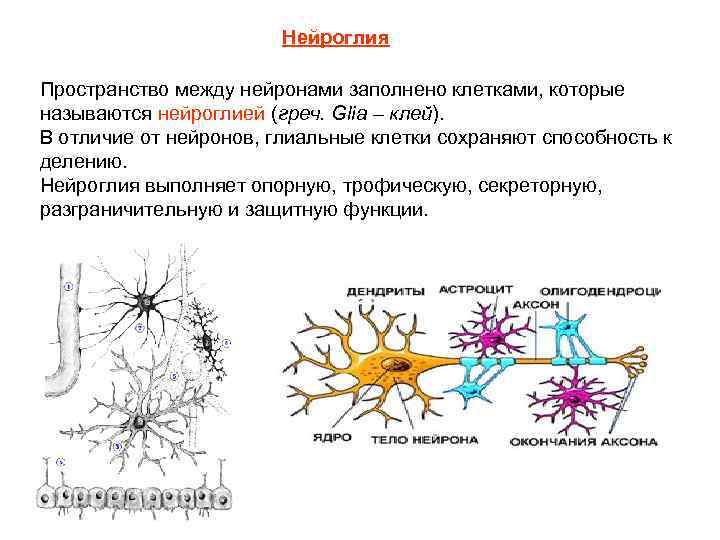 Нейроглия опорные клетки. Нейроглия ЦНС. Регенерация нейроглии. Глиальные клетки нервного волокна. Виды нейроглии