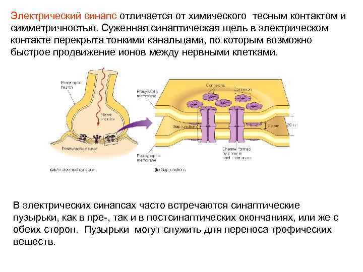 Электрический синапс отличается от химического тесным контактом и симметричностью. Суженная синаптическая щель в электрическом