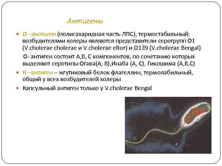 Убитый или ослабленный возбудитель болезни. Кампилобактерии антигены. Антигенная структура кампилобактерий. Кампилобактериоз антигенная структура. Антигенная структура холеры.