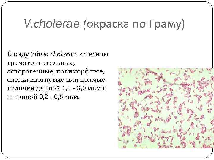 V. сholerae (окраска по Граму) К виду Vibrio cholerae отнесены грамотрицательные, аспорогенные, полиморфные, слегка