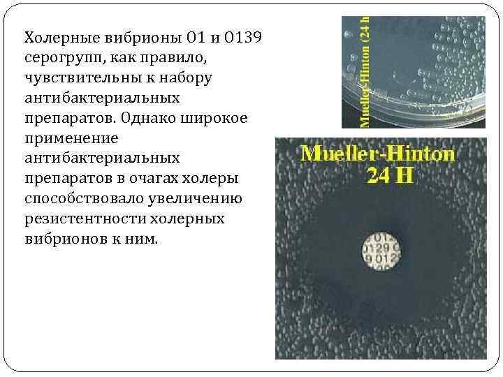 Холерные вибрионы O 1 и O 139 серогрупп, как правило, чувствительны к набору антибактериальных