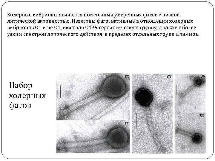 Холерные вибрионы являются носителями умеренных фагов с низкой литической активностью. Известны фаги, активные в