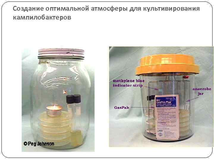 Создание оптимальной атмосферы для культивирования кампилобактеров 