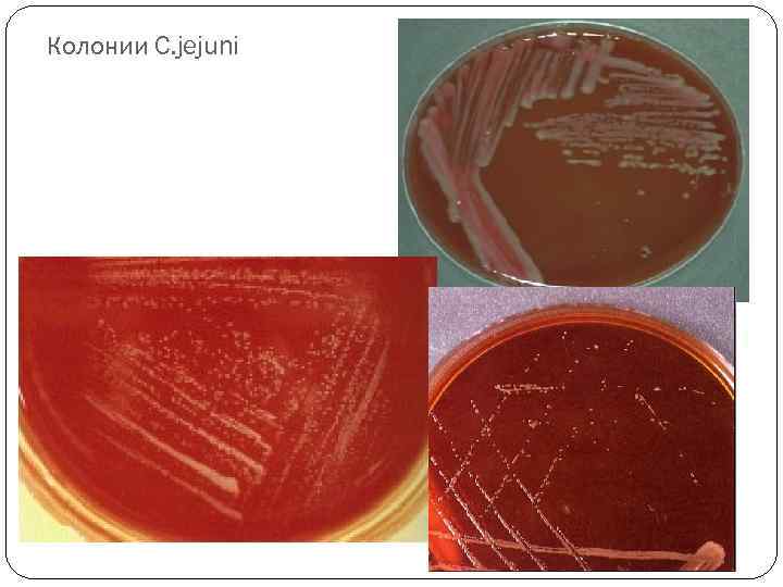 Колонии C. jejuni 