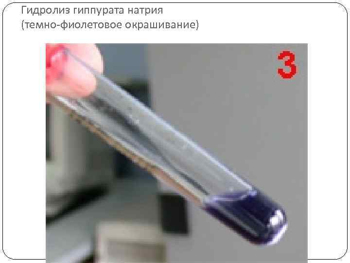 Гидролиз гиппурата натрия (темно-фиолетовое окрашивание) 