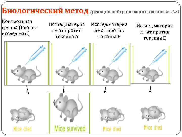 Биологический метод (реакция нейтрализации токсина in vivo) Контрольная группа (Вводят исслед. мат. ) Исслед.